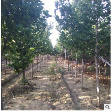 大量供应各种规格玉兰树苗2-15公分红色玉兰树黄色玉兰树白色玉兰图2