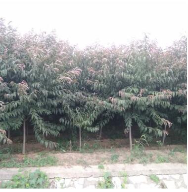 基地出售紫叶碧桃苗 庭院植物红叶碧桃规格齐全大量供应图3