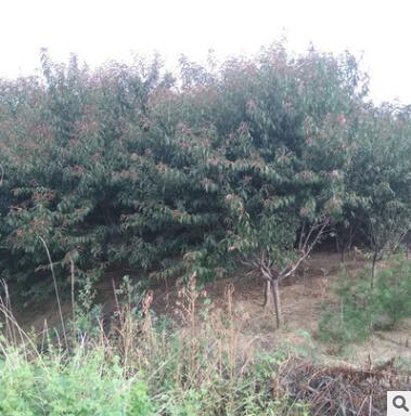 基地出售紫叶碧桃苗 庭院植物红叶碧桃规格齐全大量供应图2