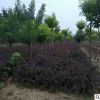 绿化苗木红叶小檗苗成活率高育苗基地大量供应红叶小檗苗