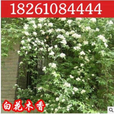 批发爬藤类植物七里香木香花黄花木香飘香七里浓香型当年开花8年图3