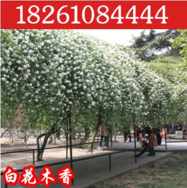 批发爬藤类植物七里香木香花黄花木香飘香七里浓香型当年开花8年图2