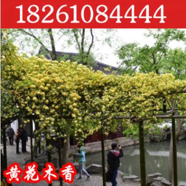 庭院爬藤植物 攀爬园林绿化黄花木香苗木香花苗批发蔷薇花苗7年苗图3