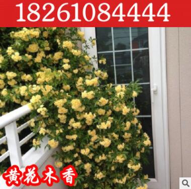 庭院爬藤植物 攀爬园林绿化黄花木香苗木香花苗批发蔷薇花苗7年苗图2