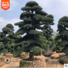 精品日本罗汉松 庭院罗汉松 罗汉松盆景 场地直接批发 罗汉松盆景