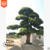 精品罗汉松 庭院罗汉松 罗汉松盆景 造型罗汉松 日本罗汉松
