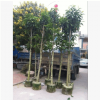 大量供应精品白玉兰 白玉兰袋苗 玉兰花