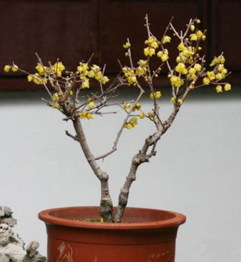 腊梅树苗 腊梅盆景 素心腊梅 盆栽嫁接腊梅花冬季开花植物