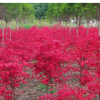 绿化工程苗嫁接日本红枫美国红枫地栽盆栽常年红树苗庭院绿化树苗