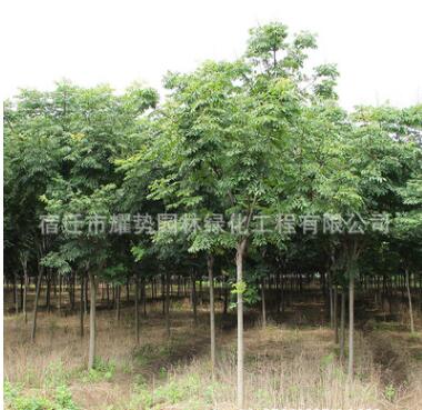 栾树批发绿化苗木 优质栾树苗 防护树黄山栾树 1-20公分规格全图3