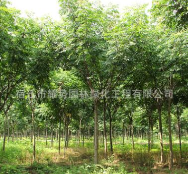 栾树批发绿化苗木 优质栾树苗 防护树黄山栾树 1-20公分规格全