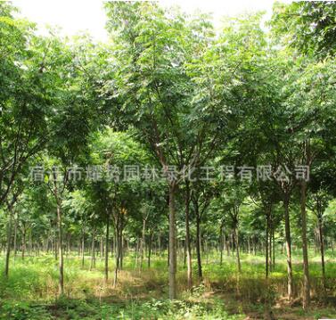 栾树批发绿化苗木 优质栾树苗 防护树黄山栾树 1-20公分规格全图2