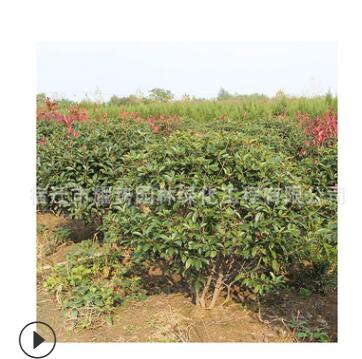 红叶石楠球批发 道路色块绿化苗木 高杆红叶石楠球 树苗绿篱乐图2