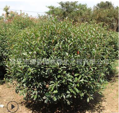 红叶石楠球批发 道路色块绿化苗木 高杆红叶石楠球 树苗绿篱乐图3