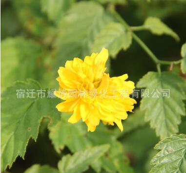 棣棠花苗批发爬藤植物棣棠苗园林绿化苗木盆栽灌丛棣棠小苗图3