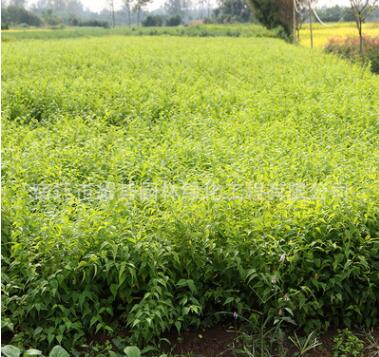 棣棠花苗批发爬藤植物棣棠苗园林绿化苗木盆栽灌丛棣棠小苗图2