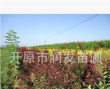 东北苗圃 绿化丛生形80cm护坡绿化灌木红叶李 杯苗图3