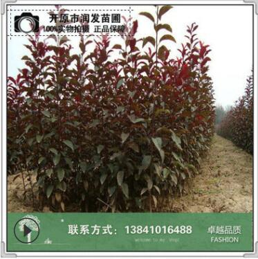 东北苗圃 绿化丛生形80cm护坡绿化灌木红叶李 杯苗图2