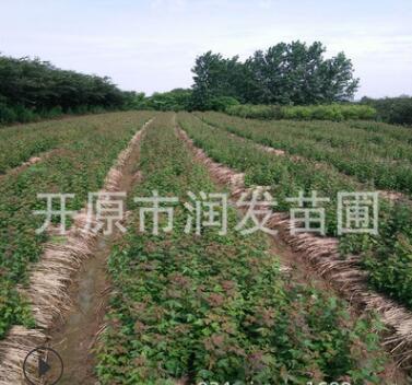 苗圃三角枫小苗.三角枫容器苗 三角枫绿篱苗图2