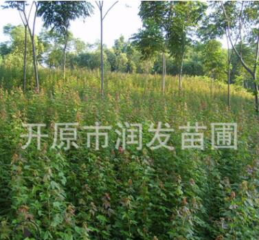 苗圃三角枫小苗.三角枫容器苗 三角枫绿篱苗图3
