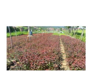 辽宁开原苗圃密植红叶李小苗.密植红叶李容器苗 密植红叶李绿篱图2