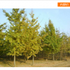 供应十年以上银杏树 嫁接银杏树 银杏苗木叶