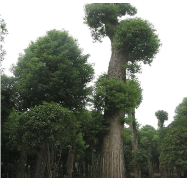 特大规格香樟树直径100公分，树龄100年
