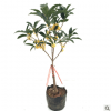 流苏嫁接桂花盆栽植物桂花树苗室内盆栽金桂八月桂花沉香桂四季桂