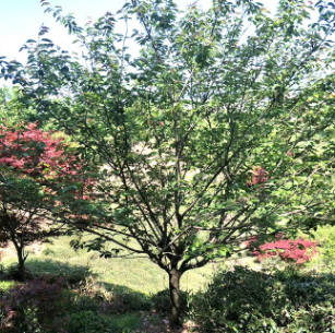 樱花树 重瓣红色樱花树苗优质 成活率高可供观赏 基地现货批发