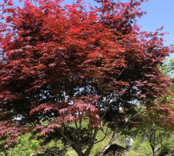 红枫 彩色观叶植物 精品红枫树乔木 嫁接红枫苗 基地批发直销