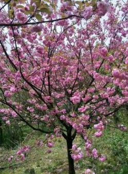 厂家供应樱花树苗 绿化工程 树形美观花期长规格全樱花树