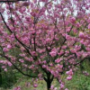厂家供应樱花树苗 绿化工程 树形美观花期长规格全樱花树