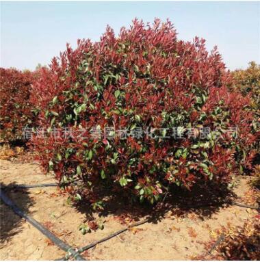红叶石楠球批发 工程绿化苗木 彩叶灌木 园林观赏植物 规格齐全图3