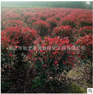 红叶石楠球批发 工程绿化苗木 彩叶灌木 园林观赏植物 规格齐全图2