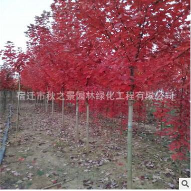 美国红枫树苗批发 园林绿化苗木秋火焰、夕阳红、十月光辉图2