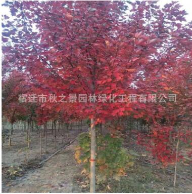 美国红枫树苗批发 园林绿化苗木秋火焰、夕阳红、十月光辉图3