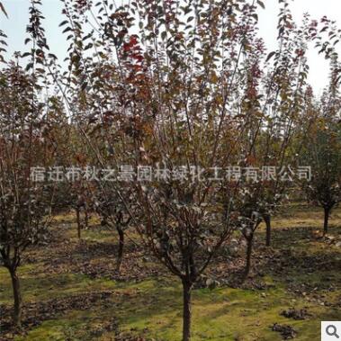 美人梅树苗批发 彩叶花灌木 庭院观赏植物 园林绿化风景树