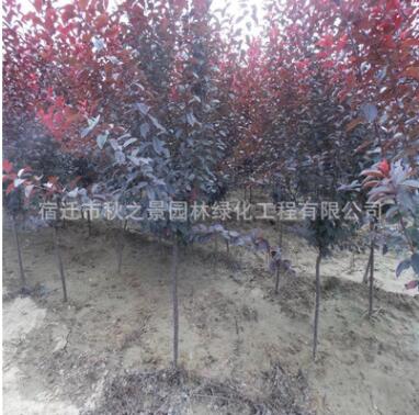 红叶李树苗批发 彩叶绿化苗木 行道风景树紫叶李 规格齐全图3