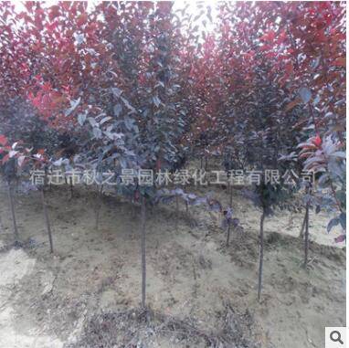 红叶李树苗批发 彩叶绿化苗木 行道风景树紫叶李 规格齐全图2