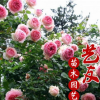 产地直销藤本月季 大花月季 庭院种植观赏花卉 园林苗木 低价供应
