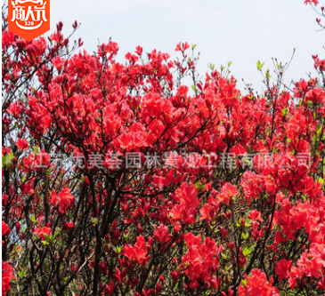 丛生映山红树苗批发市政工程景观苗木满山红观赏花卉杜鹃花苗