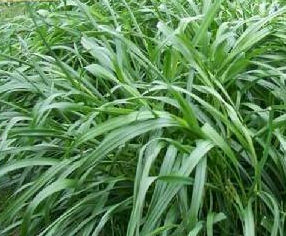 供应多年生草坪种子：黑麦草种子