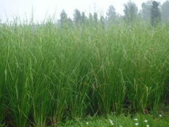 出售护坡植物：香根草 苗圃直销