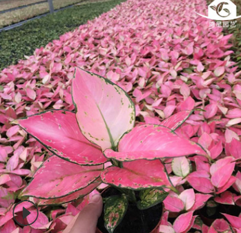 观赏植物粗肋草花卉盆栽 广东万年红吉祥如意粗肋草盆栽 直销批发