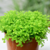 小盆栽水培办公室桌面心形草负离子玻璃瓶爱情草可爱创意迷你植物