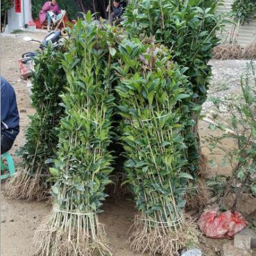 产地 桂花树八月桂花 八月桂花树苗 金桂 丹桂 品种多样