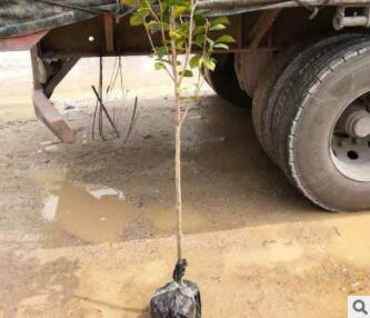 基地 山茶花盆栽 四季茶花苗 绿化小苗多品种茶花 四季青茶花树苗图3