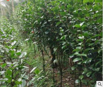 基地 山茶花盆栽 四季茶花苗 绿化小苗多品种茶花 四季青茶花树苗图2