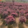基地苗木批发 红花继木球 红继木精品球 60cm冠幅红继木