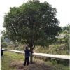 基地批发 四季桂花苗木 金桂树苗 丛生桂花 八月桂花树